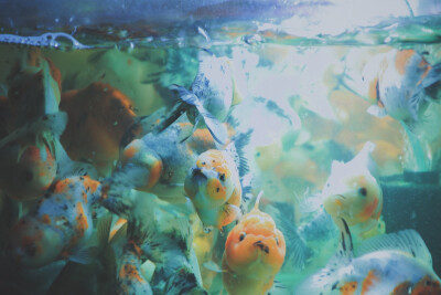 鱼 金鱼 锦鲤 摄影