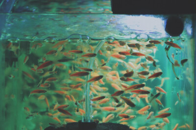 鱼 金鱼 锦鲤 摄影