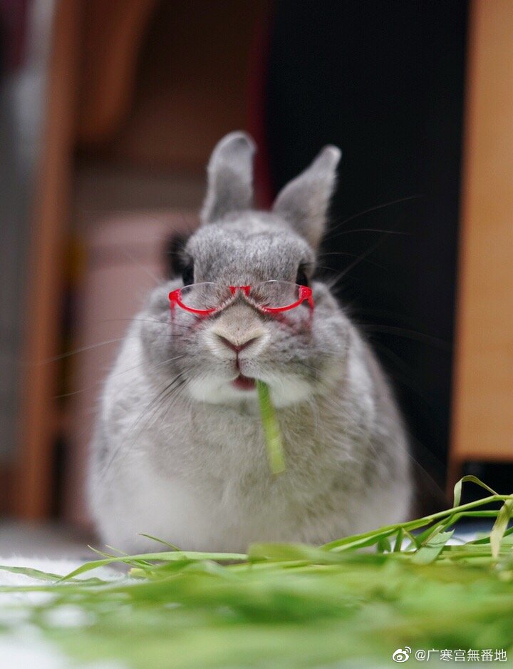 兔子！