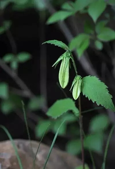 紫斑风铃草