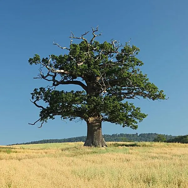 英国的国树：夏栎