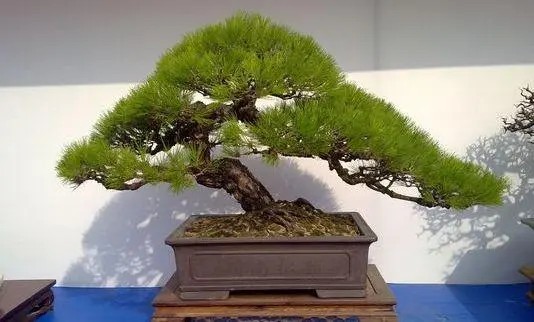 松树盆景