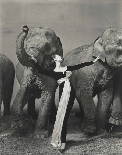 Richard Avedon , Dovima with Elephants, Evening Dress by Dior, Cirque d'Hiver, Paris , 1955