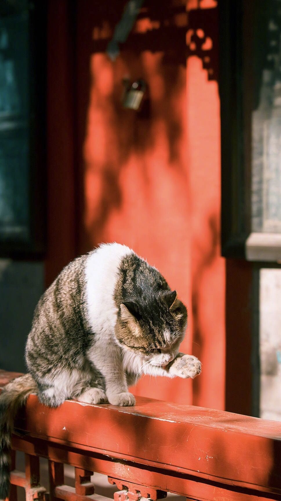 故宫的猫