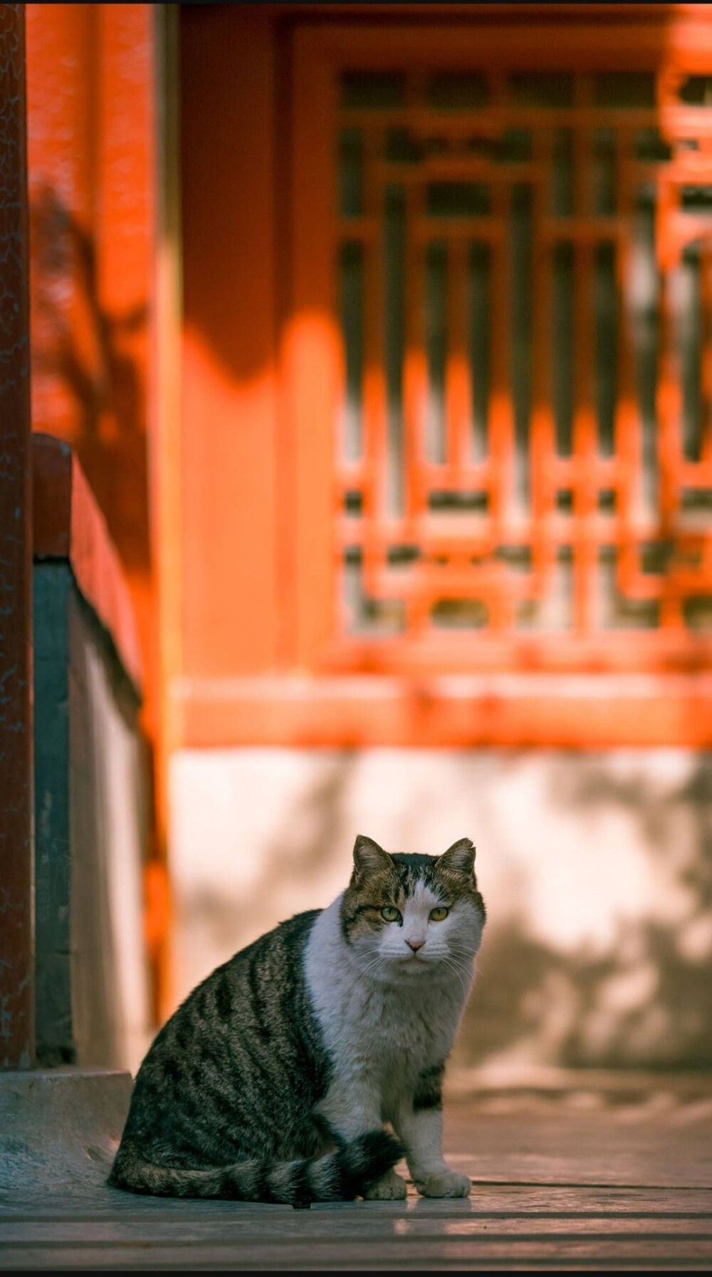 故宫的猫