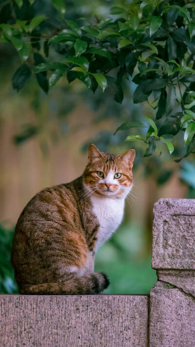 故宫的猫