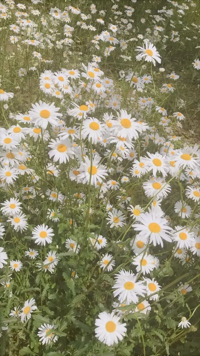 “花店不開了 花繼續開“