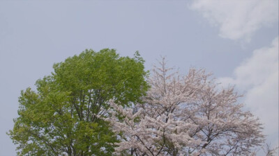 小森林，樱花