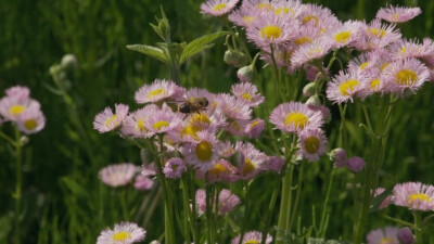 小森林，花~