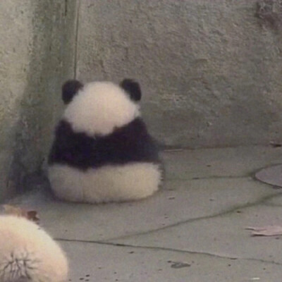 自闭的熊猫-头像