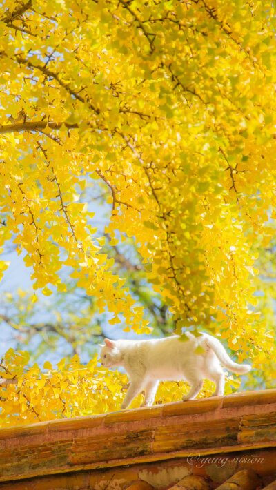 耀眼的银杏和白猫~
-
摄影：@影像视觉杨 ​