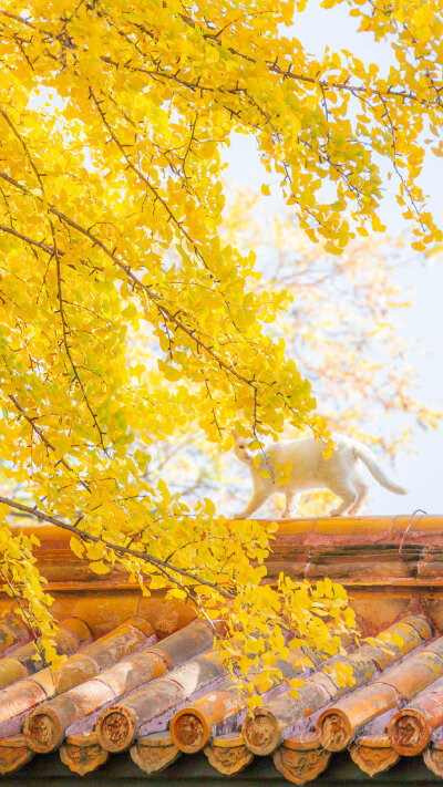 耀眼的银杏和白猫~
-
摄影：@影像视觉杨 ​