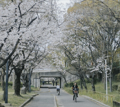 二传注明dt金芫花茶馆