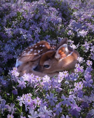 花丛中