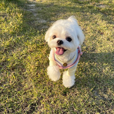 马尔济斯犬♡
小可爱