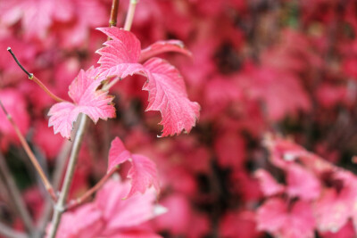 ⁼̴̤̆ ꇴ ⁼̴̤̆