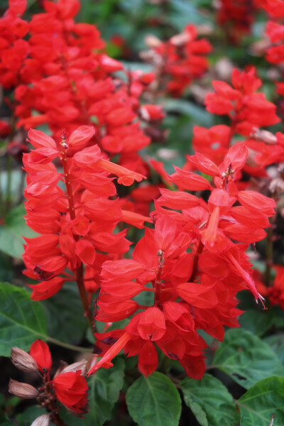 ⁼̴̤̆ ꇴ ⁼̴̤̆