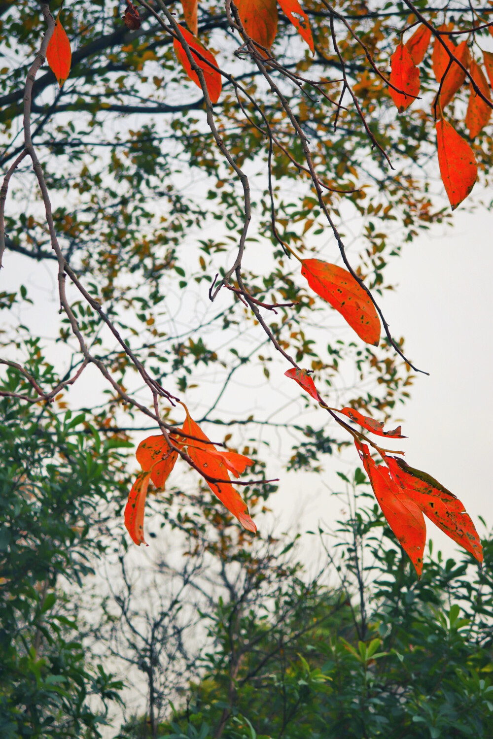 ⁼̴̤̆ ꇴ ⁼̴̤̆