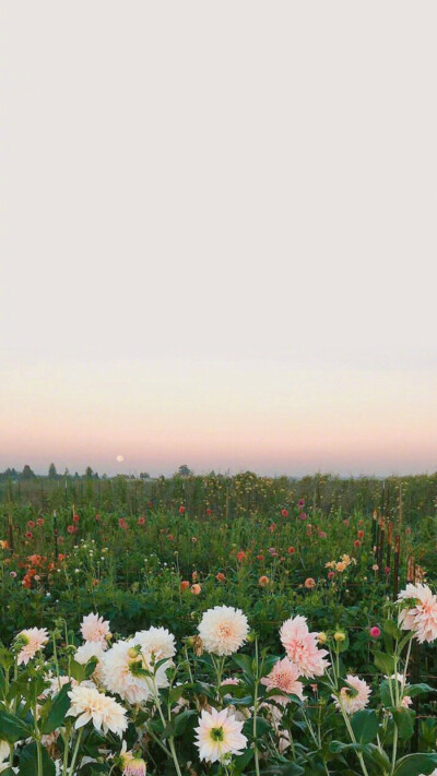 带花的壁纸，简称花壁