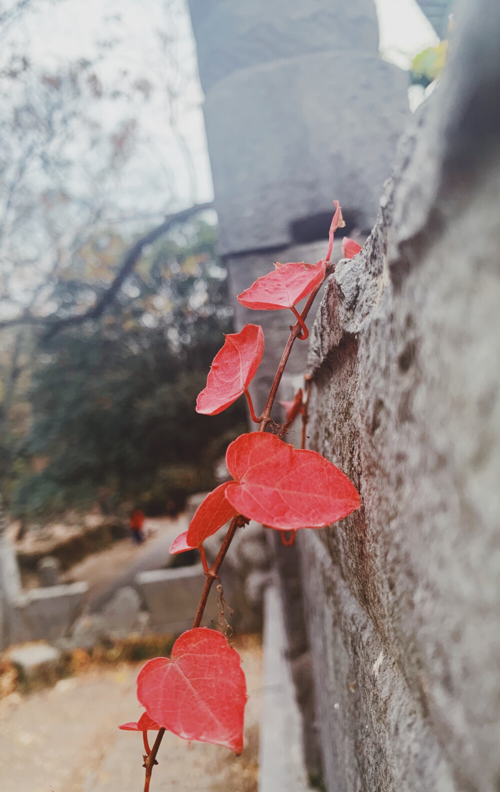 南京 一支“红杏”出墙来