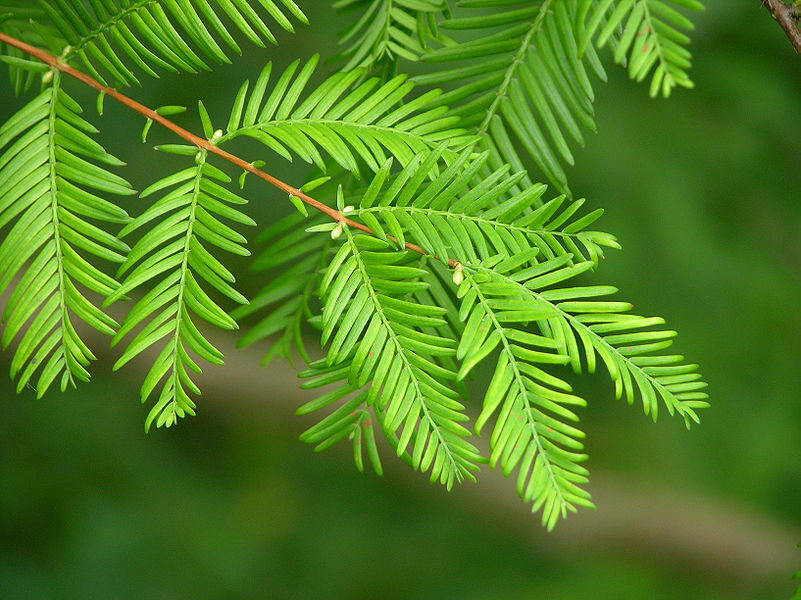 水杉[shuǐ shān]
水杉（学名：Metasequoia glyptostroboides Hu & W. C. Cheng）：裸子植物杉科。落叶乔木，小枝对生，下垂。叶线形，交互对生，假二列成羽状复叶状，长1-1.7厘米，下面两侧有4-8条气孔线。雌雄同株。球果下垂，近球形，微具4棱，长1.8-2.5厘米，有长柄；种鳞木质，盾形，每种鳞具5～9种子，种子扁平，周围具窄翅。