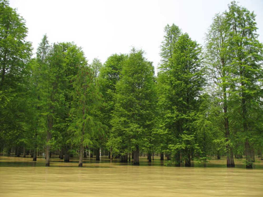 水杉[shuǐ shān]
水杉（学名：Metasequoia glyptostroboides Hu & W. C. Cheng）：裸子植物杉科。落叶乔木，小枝对生，下垂。叶线形，交互对生，假二列成羽状复叶状，长1-1.7厘米，下面两侧有4-8条气孔线。雌雄同株。球果下垂，近球形，微具4棱，长1.8-2.5厘米，有长柄；种鳞木质，盾形，每种鳞具5～9种子，种子扁平，周围具窄翅。