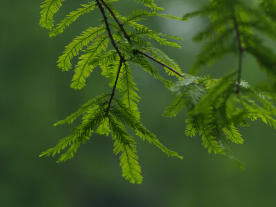 水杉[shuǐ shān]
水杉（学名：Metasequoia glyptostroboides Hu & W. C. Cheng）：裸子植物杉科。落叶乔木，小枝对生，下垂。叶线形，交互对生，假二列成羽状复叶状，长1-1.7厘米，下面两侧有4-8条气孔线。雌雄同…