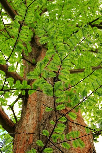 水杉[shuǐ shān]
水杉（学名：Metasequoia glyptostroboides Hu & W. C. Cheng）：裸子植物杉科。落叶乔木，小枝对生，下垂。叶线形，交互对生，假二列成羽状复叶状，长1-1.7厘米，下面两侧有4-8条气孔线。雌雄同…