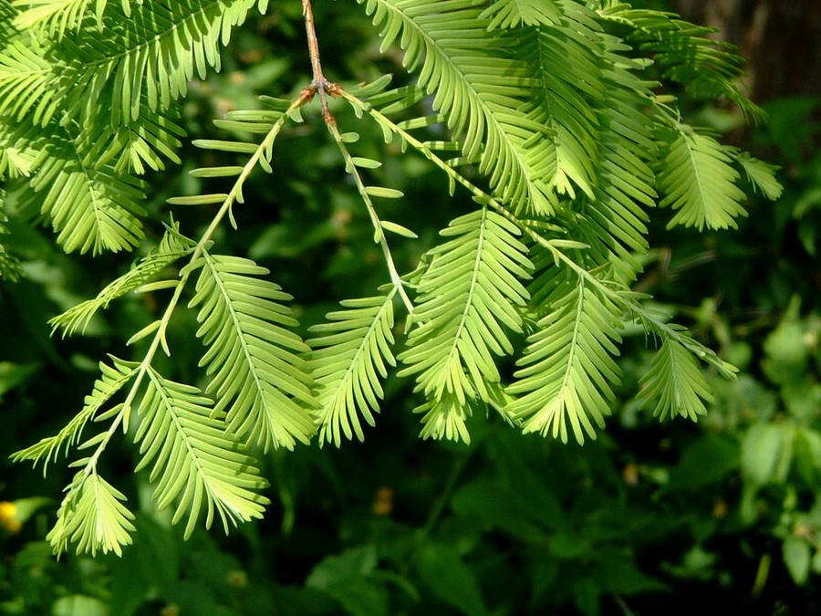 水杉[shuǐ shān]
水杉（学名：Metasequoia glyptostroboides Hu & W. C. Cheng）：裸子植物杉科。落叶乔木，小枝对生，下垂。叶线形，交互对生，假二列成羽状复叶状，长1-1.7厘米，下面两侧有4-8条气孔线。雌雄同株。球果下垂，近球形，微具4棱，长1.8-2.5厘米，有长柄；种鳞木质，盾形，每种鳞具5～9种子，种子扁平，周围具窄翅。