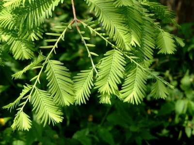 水杉[shuǐ shān]
水杉（学名：Metasequoia glyptostroboides Hu & W. C. Cheng）：裸子植物杉科。落叶乔木，小枝对生，下垂。叶线形，交互对生，假二列成羽状复叶状，长1-1.7厘米，下面两侧有4-8条气孔线。雌雄同…