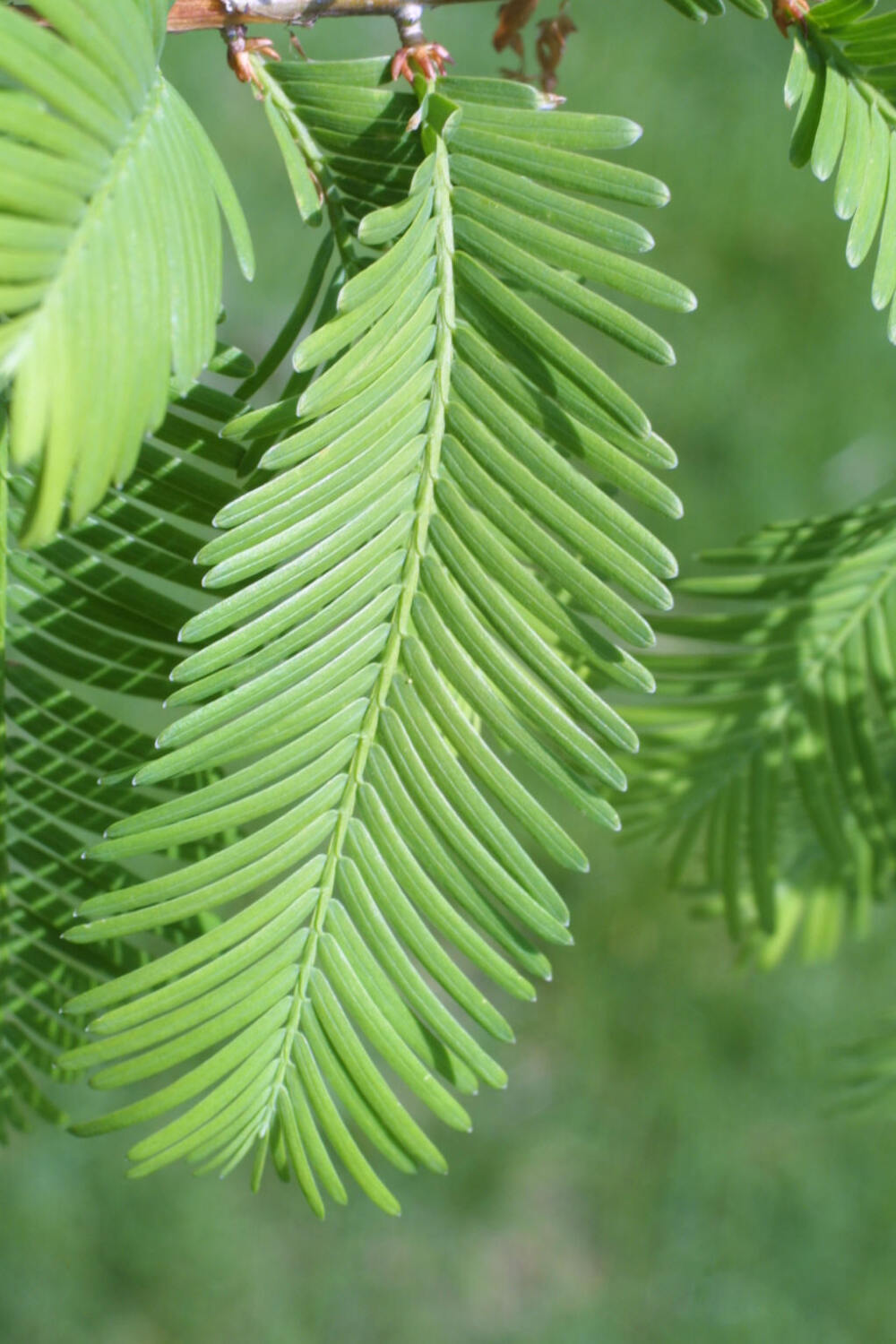 水杉[shuǐ shān]
水杉（学名：Metasequoia glyptostroboides Hu & W. C. Cheng）：裸子植物杉科。落叶乔木，小枝对生，下垂。叶线形，交互对生，假二列成羽状复叶状，长1-1.7厘米，下面两侧有4-8条气孔线。雌雄同株。球果下垂，近球形，微具4棱，长1.8-2.5厘米，有长柄；种鳞木质，盾形，每种鳞具5～9种子，种子扁平，周围具窄翅。