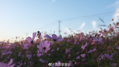 静止了，所有的花开。
遥远了，清晰了爱。
—-小学时最喜欢的歌《花海》
/长衫@美色集
/马面@青崖居传统服饰
/没想到上海还能看到这样的花海，拍照时有小心行走，站在小土块借位，各位放心！…