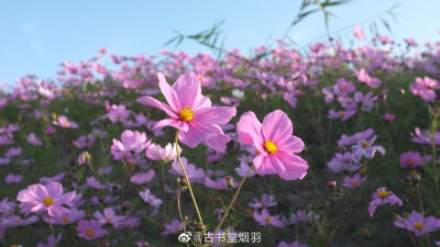 静止了，所有的花开。
遥远了，清晰了爱。
—-小学时最喜欢的歌《花海》
/长衫@美色集
/马面@青崖居传统服饰
/没想到上海还能看到这样的花海，拍照时有小心行走，站在小土块借位，各位放心！…