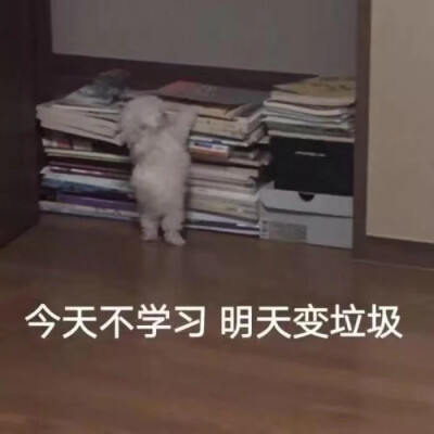 表情包 可爱