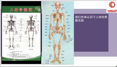 人体骨骼结构
