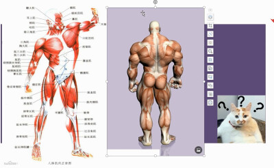 人体骨骼结构
