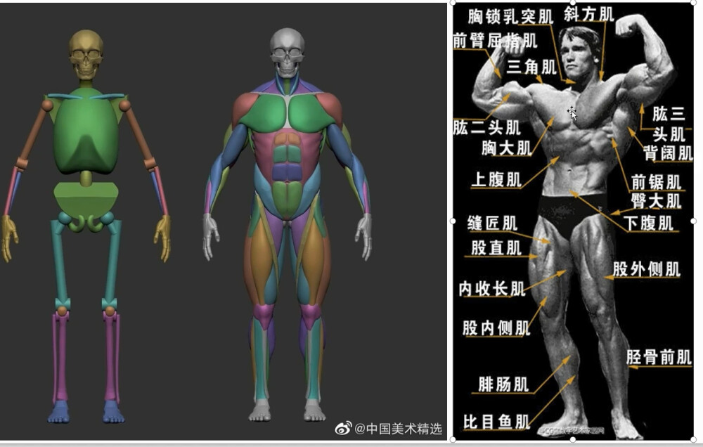 人体骨骼结构教程