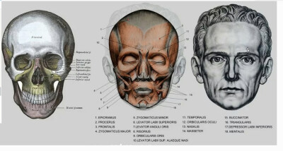头像骨骼教程