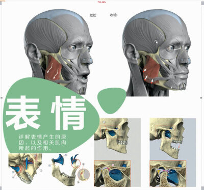 头像骨骼教程