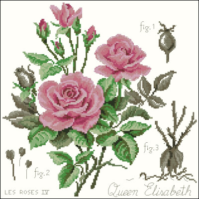 lbp_etude_aux_roses_queen_elisabeth-彩色-7页 