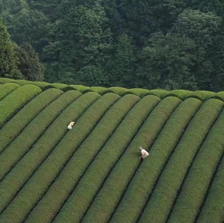 可爱 ins 欧美 背景 壁纸