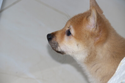 狗子