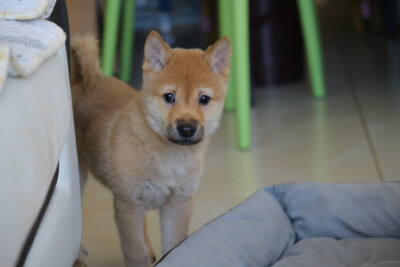 狗子