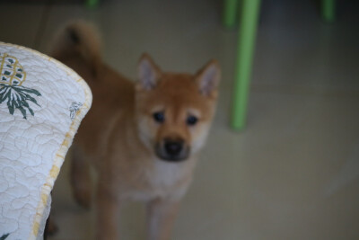 狗子