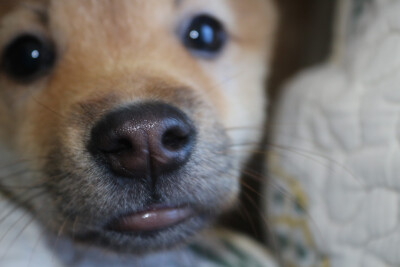 狗子