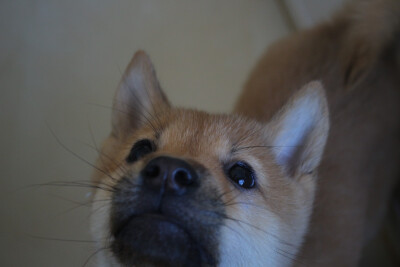 狗子
