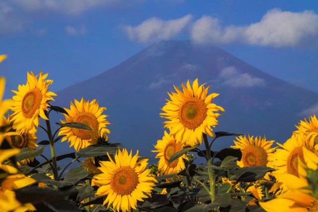 富士山与向日葵