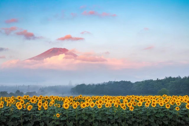 富士山与向日葵