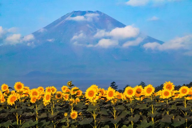 富士山与向日葵