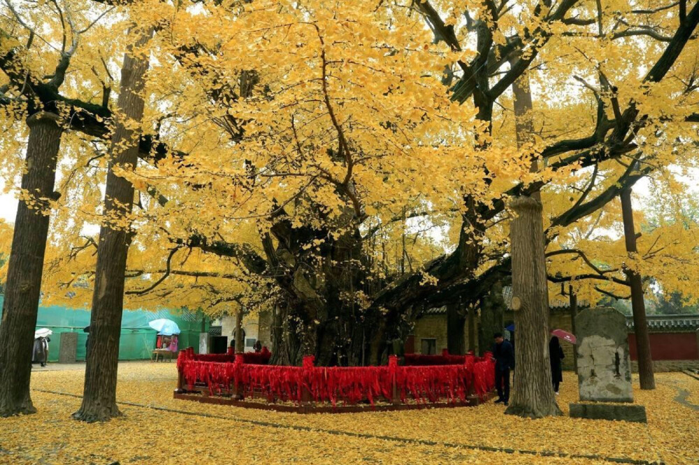 孔子的故乡，齐鲁大地山东省日照市东莒县的浮来山中，矗立着一棵银杏树中的“活化石”！根据当地县志记载以及当地的神话故事，这棵银杏树是东海龙三太子，吃完银杏果后掉落下来的银杏子长成！也有人认为这棵银杏树是中国伟大的教育学家孔子所种植，如果这种说法成立的话，这棵树的树龄已经达2500年的历史